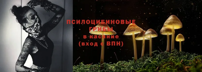 Галлюциногенные грибы Magic Shrooms  Тетюши 